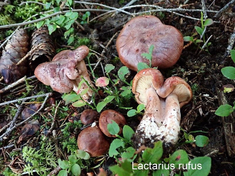 Lactarius rufus-amf1127.jpg - Lactarius rufus ; Syn: Hypophyllum rufum ; Nom français: Lactaire roux